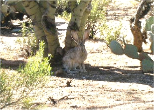 desert jackrabbit