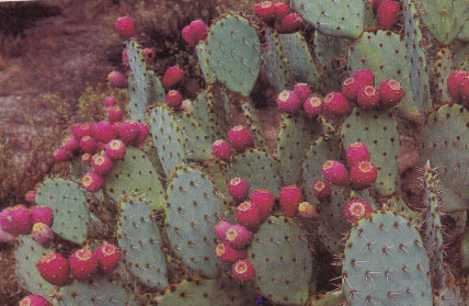 prickly pear with fruit